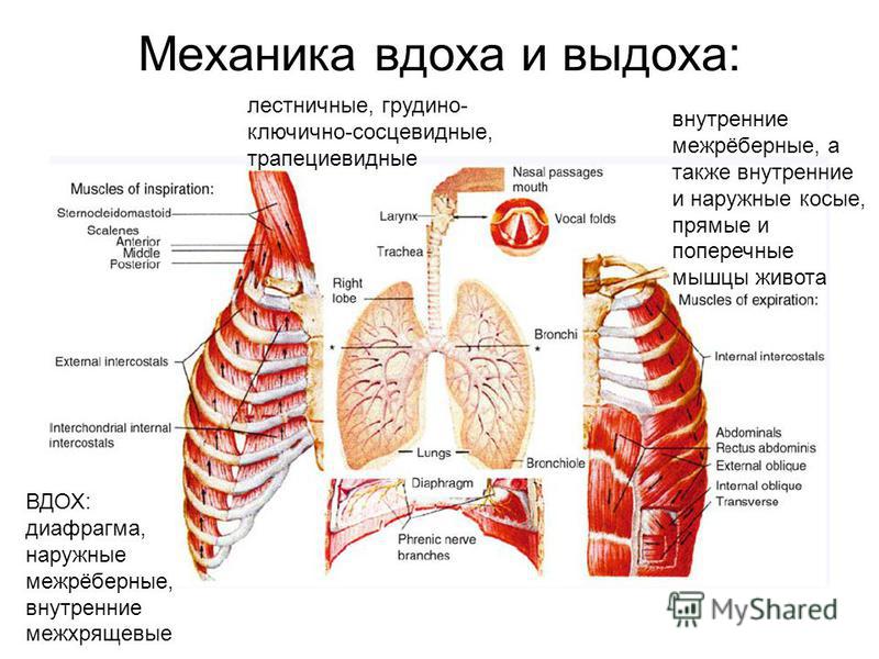 Межреберные мышцы диафрагма. Внутренние межреберные мышцы на выдохе. Мышцы вдоха и выдоха. Наружные межреберные мышцы дыхание. Дыхательные мышцы вдоха и выдоха.