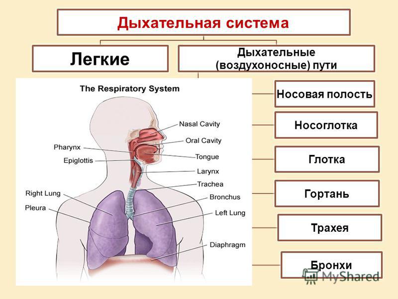 Дыхательная латынь. Отделы дыхательной системы схема. Строение дыхательных путей человека анатомия. Строение и функции респираторного отдела дыхательной системы. Дыхательная система человека органы и функции таблица.