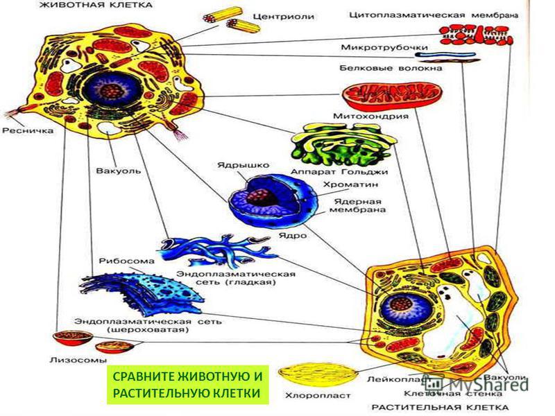 Строение организма человека фото