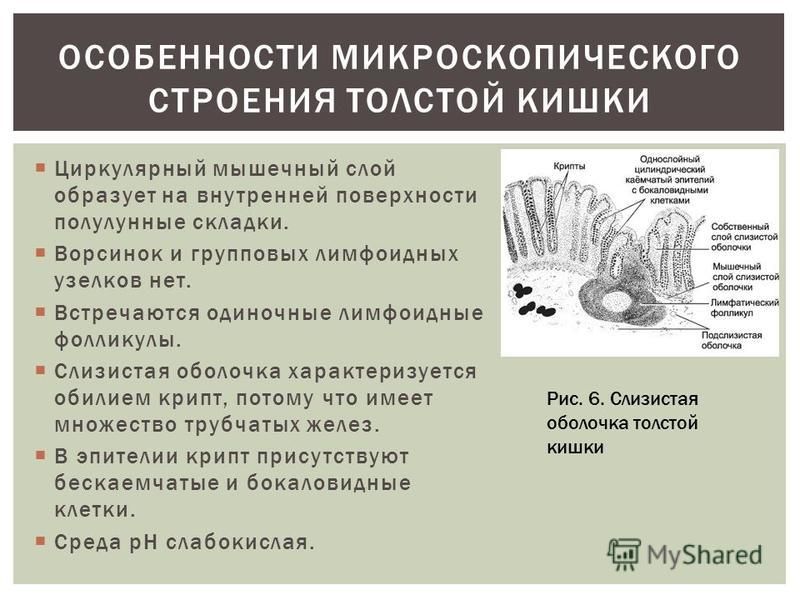 Какое значение имеет складчатость внутренней стенки тонкого кишечника кратко