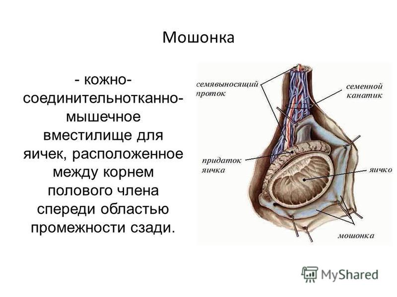 Где находится мужчина. Семенной канатик анатомия строение. Придатки яичек строение и функции. Анатомия семенного канатика кобеля. Строение яичка семенной канатик.