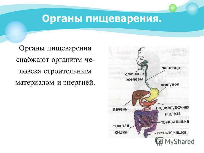 Пищеварение презентация. Органы пищеварительной системы особенности строения и функции.