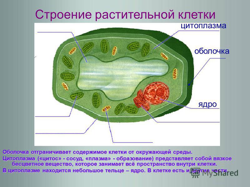 Растительная клетка наличие ядра. Строение растительной клетки мембрана цитоплазма 5 класс. Цитоплазма у клеток растений 6 класс. Строение цитоплазмы клетки растений. Мембрана растительной клетки 5 класс.