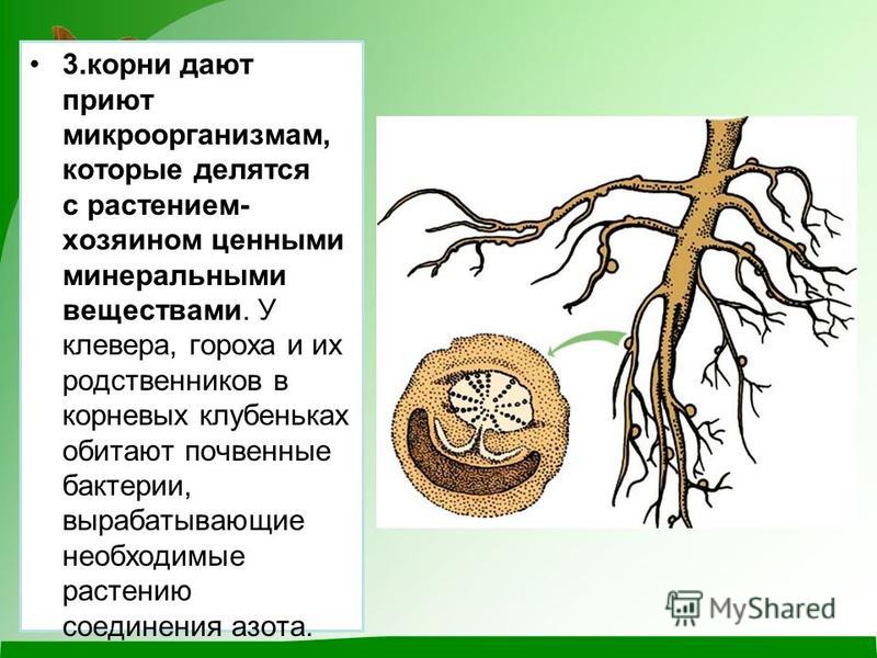 Развитие корневой системы томата. Клубеньки функции. Тип корневой системы у клевера. Обитают в клубеньках на корнях растений бактерии. Функции корневых клубеньков.