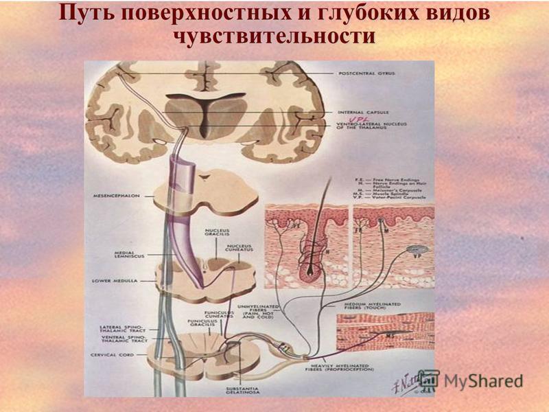 Виды глубокие. Схема поверхностной и глубокой чувствительности. Проводящие пути поверхностной и глубокой чувствительности. Путь глубокой чувствительности неврология. Анатомия проводящих путей глубокой чувствительности.