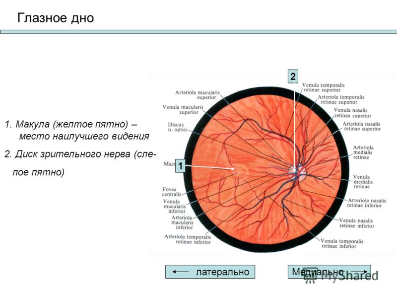 Норма зрительного нерва. Сосуды глазного дна схема. Осмотр глазного дна норма. Макула и диск зрительного нерва. Глазное дно сетчатка глаза анатомия.