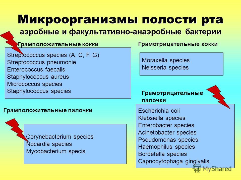 Аэробные бактерии. Аэробные и факультативно-анаэробные микроорганизмы что это. Факультативно анаэробные бактерии. Аэробные микроорганизмы и факультативные анаэробы. Аэробные и факультативно-анаэробные.