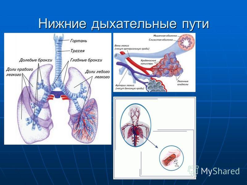 Верхние и нижние дыхательные пути. Нижние дыхательные пути у животных. Граница верхних и нижних дыхательных путей. Нижние дых пути.