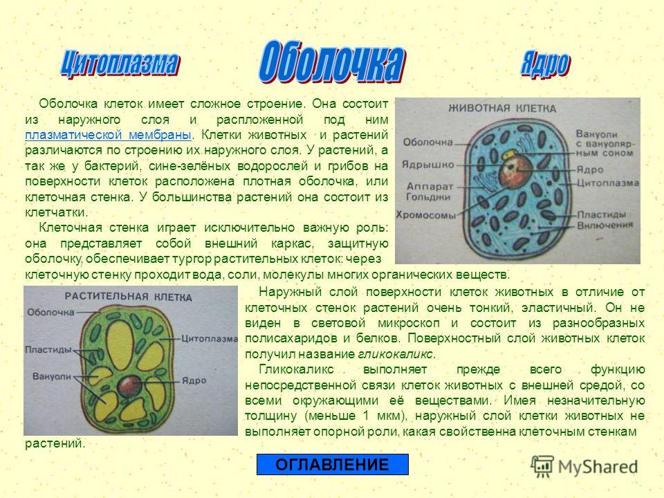 Они клетка. Строение клетки 5 класс биология мембрана цитоплазма ядро. Строение клетки строение и функции 5 класс биология. Оболочка растительной и животной клетки. Основные части растительной и животной клетки.