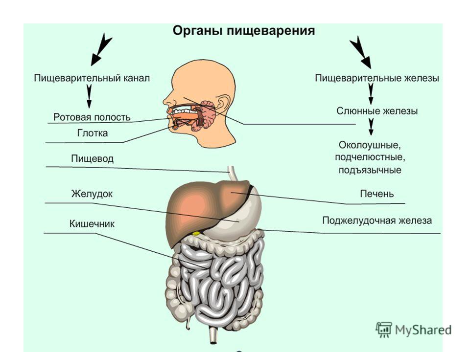 Перечислите органы пищеварительного канала и железы