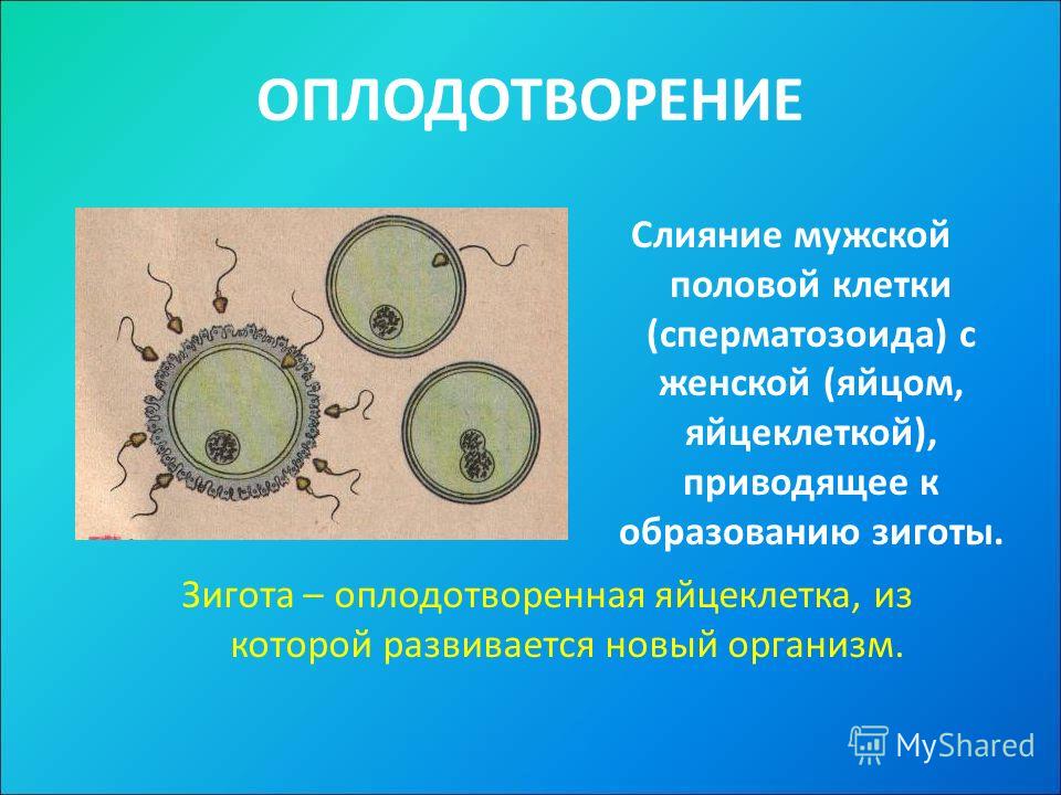 Слияние мужских и женских клеток. Размножение половых клеток у животных. Оплодотворение презентация. Оплодотворение половых клеток. Оплодотворение клетки схема.