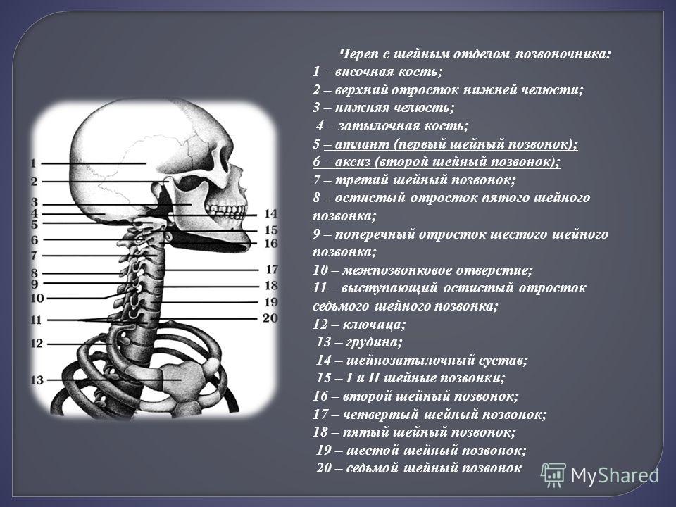 Строение шейного отдела человека
