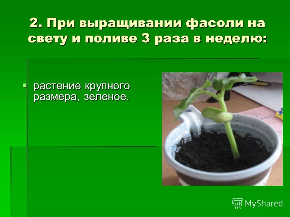 Какие растения растут на свету. Условия прорастания фасоли. Проект выращивание фасоли. Прорастание растений. Проект выращивание растений в домашних условиях.