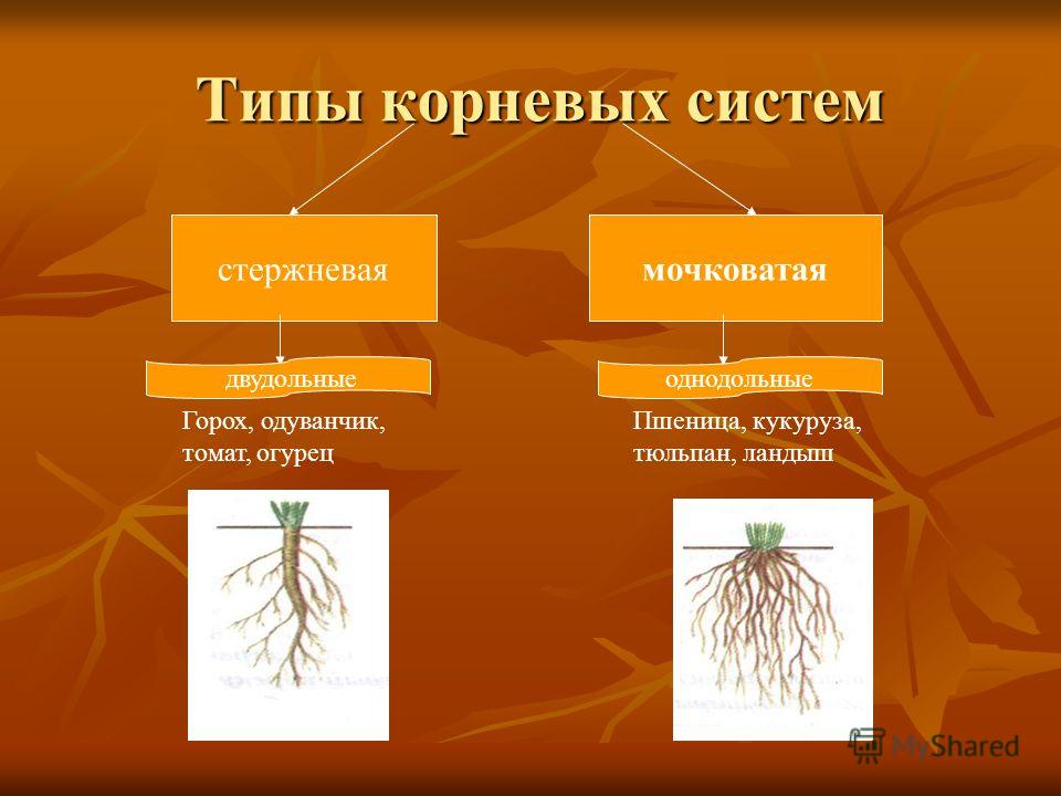 Какой тип системы у пшеницы. Стержневая и мочковатая корневая система. Тип корневой системы у шиповника и пшеницы. Типы корневых систем. Стипы Корневы х систем.