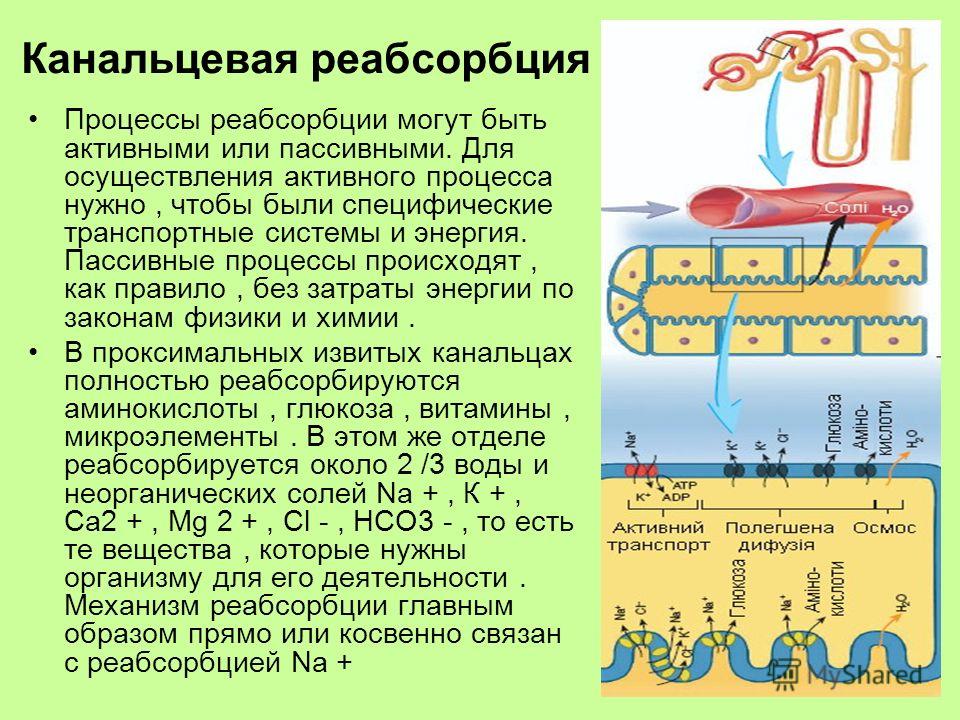 Абсорбция и реабсорбция образование мочи презентация 10 класс