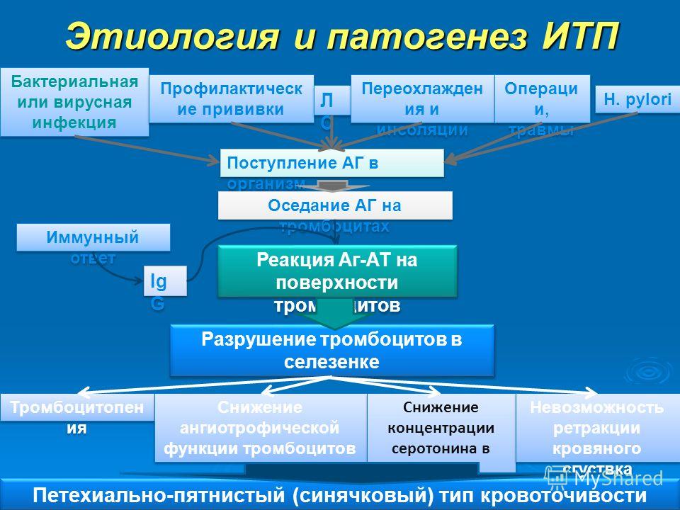 Этиология патогенез тест. Тромбоцитарная пурпура патогенез. Механизм развития тромбоцитопенической пурпуры. Идиопатическая тромбоцитопеническая пурпура патогенез. Патогенез иммунной тромбоцитопении.