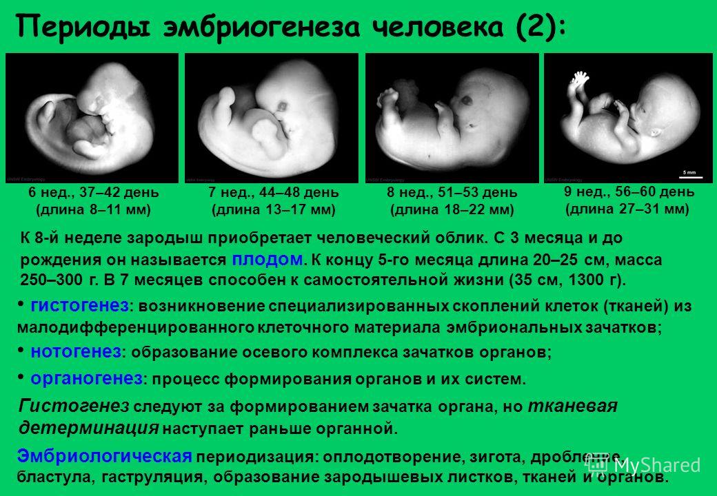 Процесс эмбриогенеза человека. Периодизациямбриогенеза. Периоды эмбриогенеза человека. Эмбриогенез человека. Этапы эмбрионального развития.