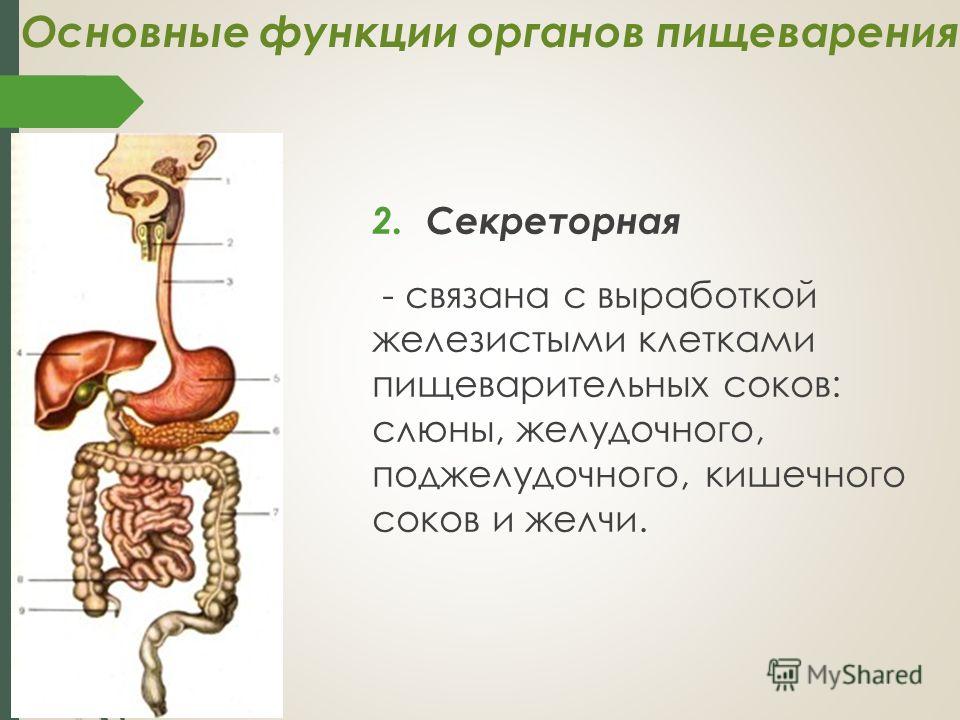 Орган это ответ. Основная функция пищеварительной системы. Секреторная функция пищеварительной системы. Экскреторная функция пищеварительной системы. Органы систем и функции пищеварительной системы.