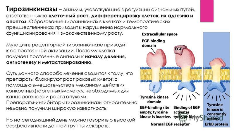 Ингибиторы тирозинкиназы