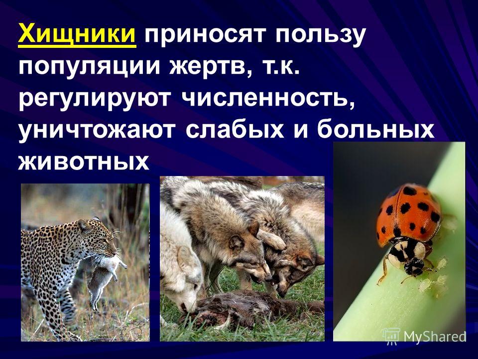 Какой организм является хищником. Животные хищник и жертва. Связь между популяциями хищников и жертв. Хищники организмы. Презентация на тему хищники.