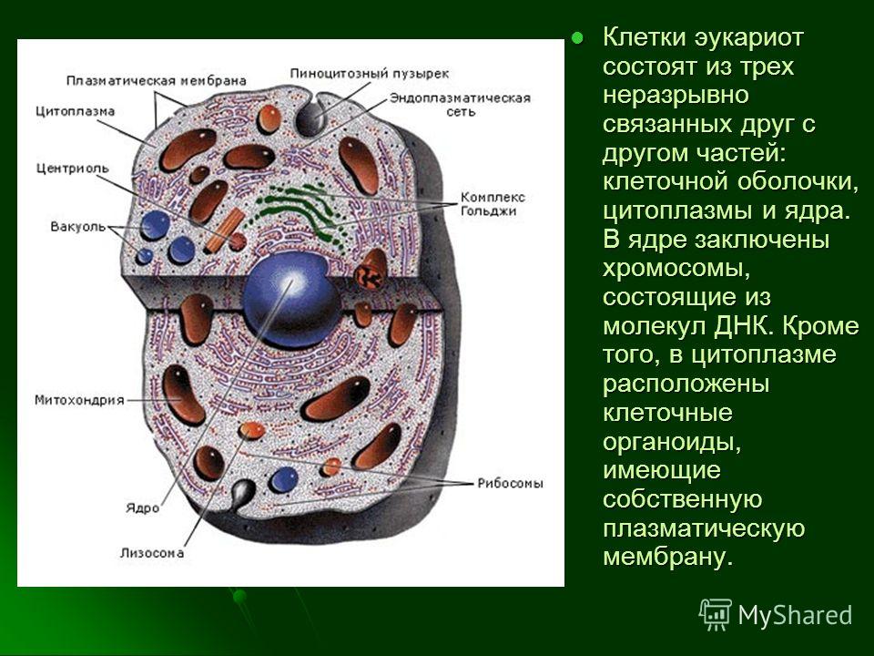 Эукариотическая клетка плазматическая мембрана. Клетка строение эукариотической клетки. Части клетки эукариот. Организмы эукариотической клетки. Строение клетки эукариот.