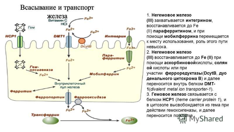 Процессы железа. Схема механизма всасывания железа. Всасывание железа схема. Механизмы всасывания негемового железа. Механизм всасывания железа в кишечнике.