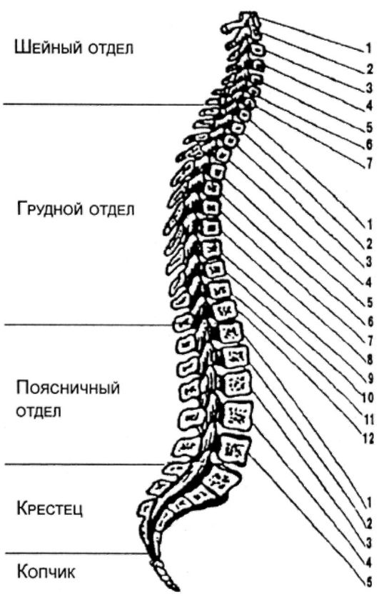 Число отделов позвоночника млекопитающих