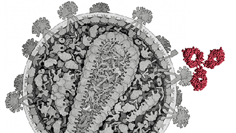 Антитела (выделены красным) связываются со структурами на оболочке ВИЧ.