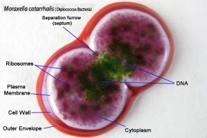 Строение бактерии Моракселла