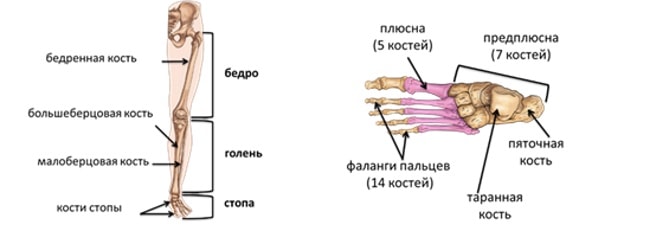 Строение скелета нижних конечностей