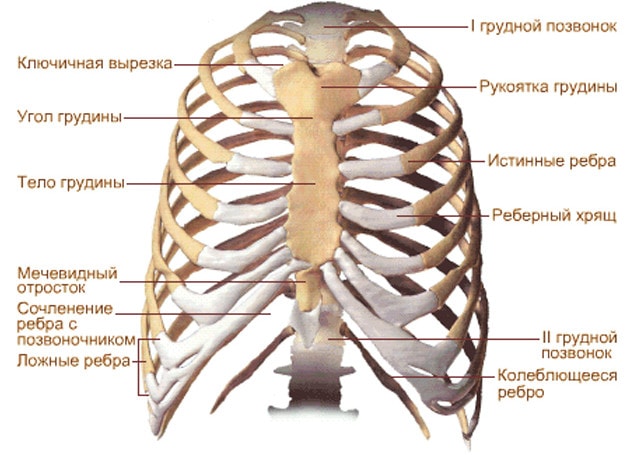 Строение скелета туловища