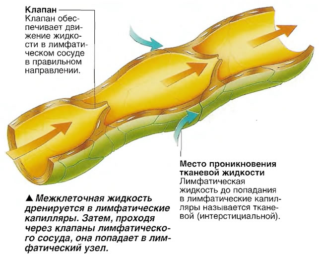 Тканевая жидкость