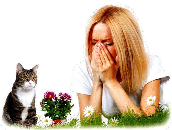 Чтобы достоверно выяснить, проходит ли аллергия на кошек, можно обратиться за помощью к психотерапевту