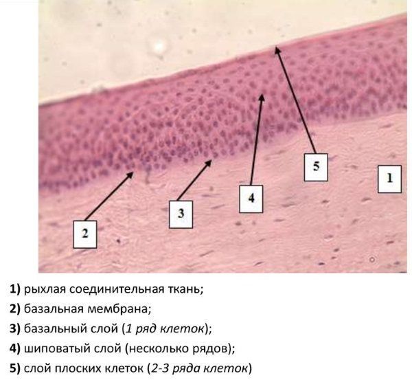Эпителий под микроскопом