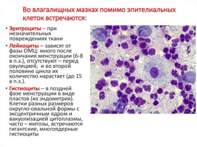 Клетки под микроскопом