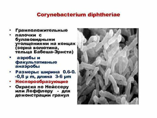 Коринебактерии