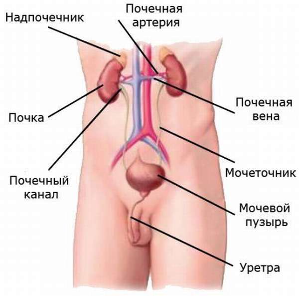 Мочевыделительная система у мужчин