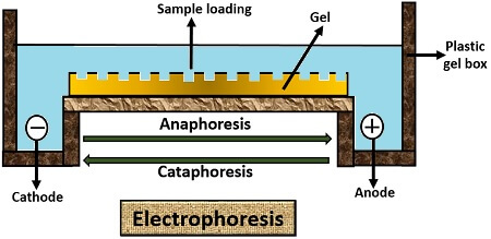 Electrophoresis diagram