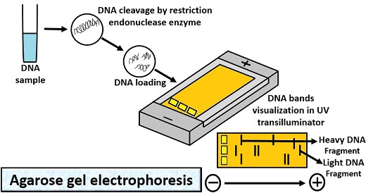 agarose gel electrophoresis