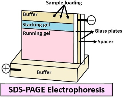 sds page electrophoresis