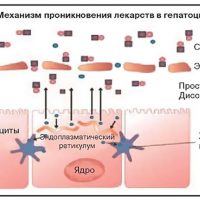 Механизм проникновения лекарств в гепатоцит