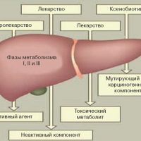 Проникновение лекарств в печень