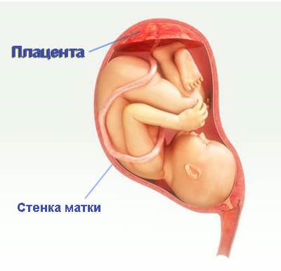 Расположение плаценты внутри матки