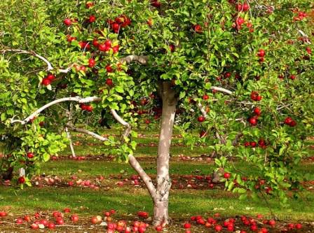 Сад – это не только территория сбора урожая яблок, слив и персиков, но и определенный участок для работы