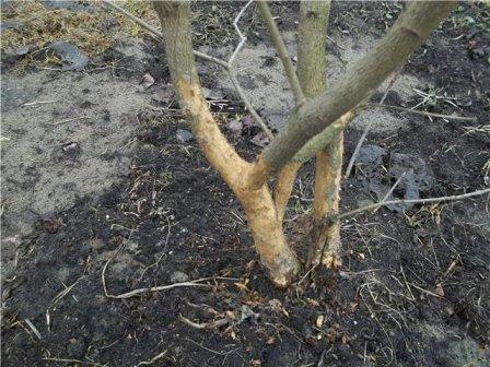 Незащищенное дерево может пострадать от мороза
