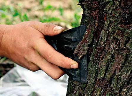 Если кора дерева повреждена или пересохла и дала трещины, производится очистка коры