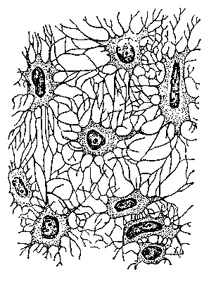 Рис. 2. Костные клетки из решётчатой кости.