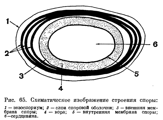 Аэробные спорообразующие бактерии. Род бациллюс (Bacillus)