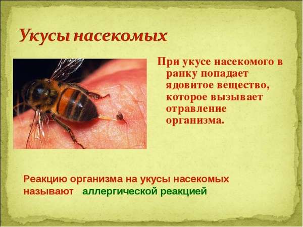 Укусы животных и насекомых: первая помощь, последствия