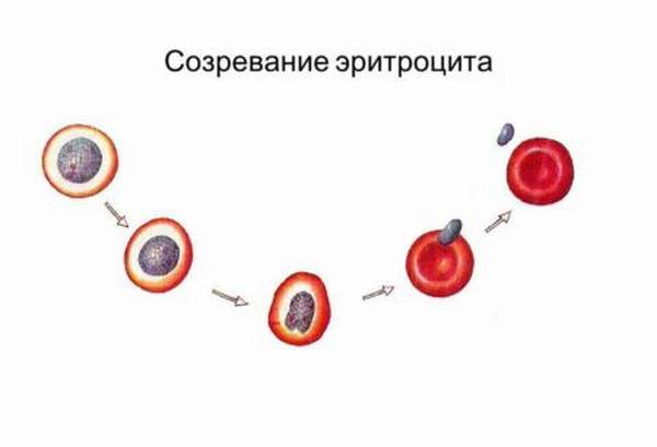 Физиология эритропоэза, синтез гемоглобина, как происходит образование эритроцитов?